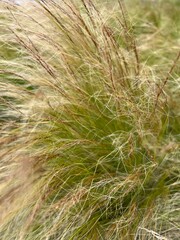 steppe feather grass on a summer day