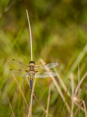 Female broad-bodied chaser aka Libellula depressa.