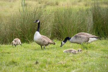 Canada geese with goslings, family, Branta canadensis.