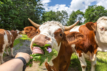 Portrait of a german simmental breed cow eating a dandelion leaf off a persons hand. Hand feeding cattle - obrazy, fototapety, plakaty