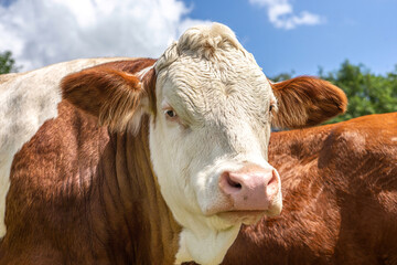 Portrait of a free-range german simmental breed cow on a pasture in summer outdoors