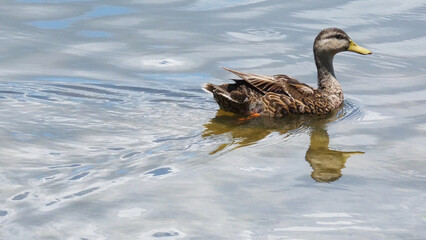 Female Mallard Duck Swims Away and Reflects on The Water