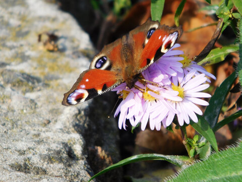 Beautiful butterfly on a flower close-up photo.