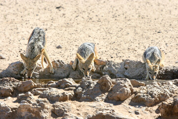 Black-backed Jackal in the Kgalagadi