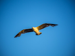 Seagull is flying