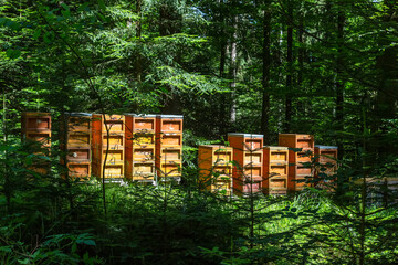 wild bees in a beehive in the forest are illuminated by the sunlight