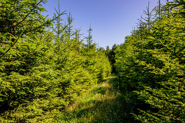 Champ de culture de Sapin de Noël