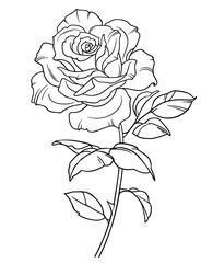 Rose vector illustration, Roses with leaves and spines, Isolated on white background