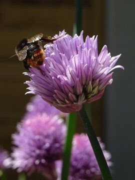spring and summer flowers found in great britain