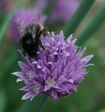 spring and summer flowers found in great britain