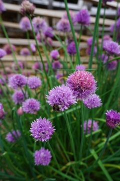 spring and summer flowers found in great britain