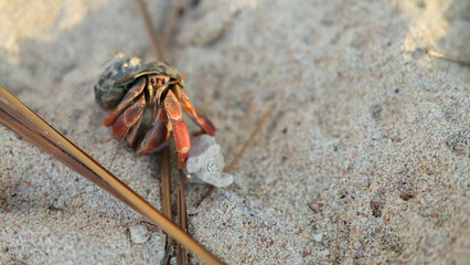 Hermit crab macro