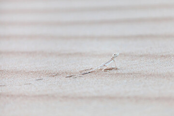Tiny lizard in the desert in Abu Dhabi, closeup. Minimalism concept.