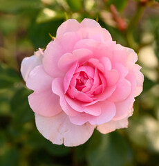 Beautiful close-up of a rose garden