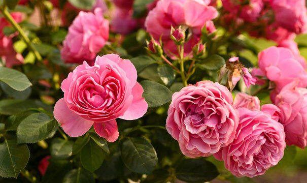 Beautiful close-up of a rose garden