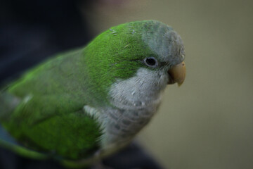 Retrato de loro.