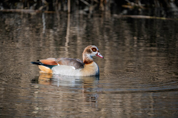 Egyptian goose, photographed in South Africa.