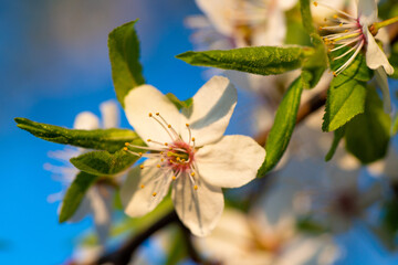 Spring flowering. White flowers of cherry or apricot on blue background