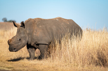 White rhino, photographed in South Africa.