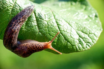 Snail without shell. Leopard slug Limax maximus, family Limacidae, crawls on green leaves. Spring, Ukraine, May © Yarkovoy