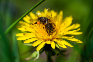 Honey bee takes nectar on spring yellow dandelion flower