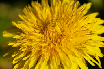 Yellow dandelion flower, petals close-up