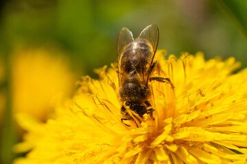 Close-up of a honey bee taking nectar on a spring yellow dandelion flower