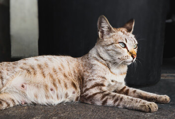 Tabby cat looking away from camera. Beautiful domestic cat lying on the floor. Pets concept.