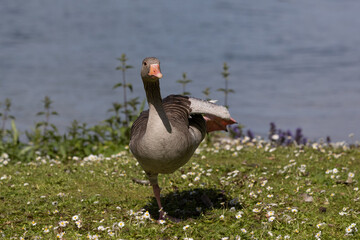 Wild goose standing on one leg on green grass with small white summer flowers. Water background and sunny day
