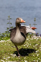 Wild goose standing on one leg on green grass with small white summer flowers. Water background and sunny day