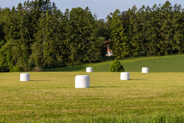 Rolls of hay in white plastic laying on a field. Trees in background © Andreas Bergerstedt