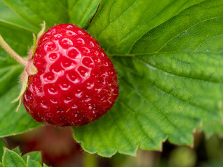 Wild strawberry bush.