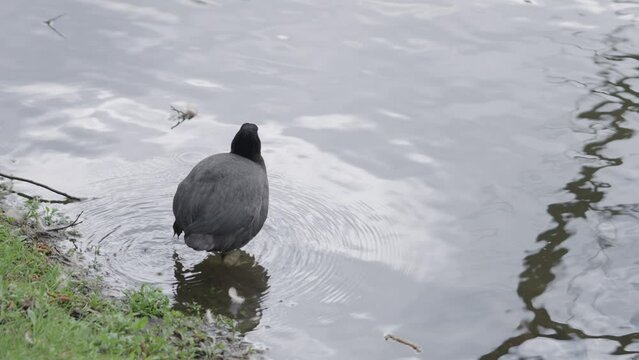 Slow motion coot eating grass on a pond shore