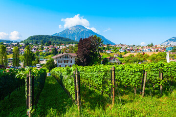 Vineyards in Spiez town, Switzerland