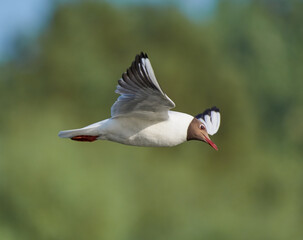 Martin ordinary flies over the lake