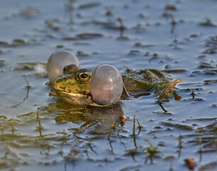 Frog blowing bubbles on the lake