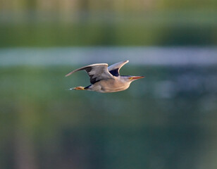 Little bittern flies along the lake