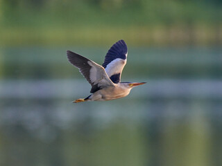 Little bittern flies along the lake