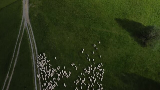 Aerial shot of a flock of sheep on a green meadow. The forest road splits