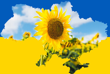 Conceptual image of the map of Ukraine on the background of sunflowers.