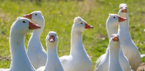 white geese on the farm