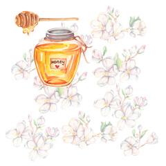 Honey watercolor illustration. Honey dripping and flower . Honey illustration. flowers blossom. Design for packing. backgrounds,