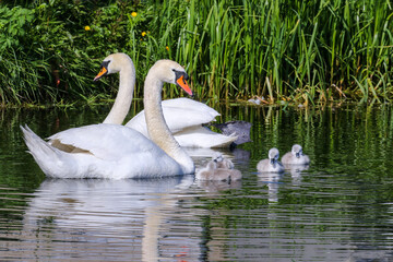 Fototapeta premium Swan parents with young cygnets swimming in water. Cute baby swans with cob and pen 