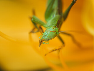 Great green bush-cricket (Tettigonia viridissima) inside of an yellow flower. Macro photo of the specie with focus on the head.