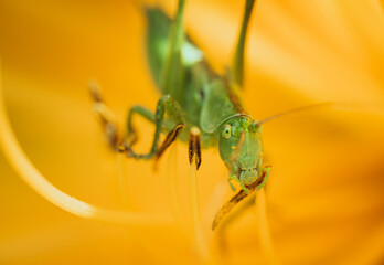 Great green bush-cricket (Tettigonia viridissima) inside of an yellow flower. Macro photo of the specie with focus on the head.