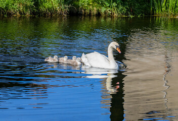 Swan "Cygnus olor" glides on water followed by her four baby cygnets. Young chicks with soft fluffy feathers. Ripples and water reflection. Grand Canal, Dublin, Ireland