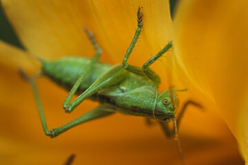 Great green bush-cricket (Tettigonia viridissima) inside of an yellow flower. Macro photo of the specie with focus on the head.