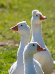 white geese on the farm