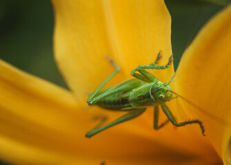 Great green bush-cricket (Tettigonia viridissima) inside of an yellow flower. Macro photo of the specie with focus on the head.