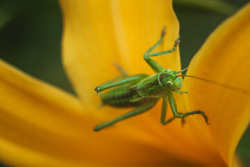 Great green bush-cricket (Tettigonia viridissima) inside of an yellow flower. Macro photo of the specie with focus on the head.